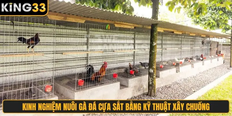 Kinh nghiệm nuôi gà đá cựa sắt bằng kỹ thuật xây chuồng