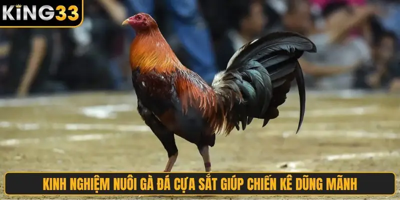 Kinh nghiệm nuôi gà đá cựa sắt giúp chiến kê dũng mãnh