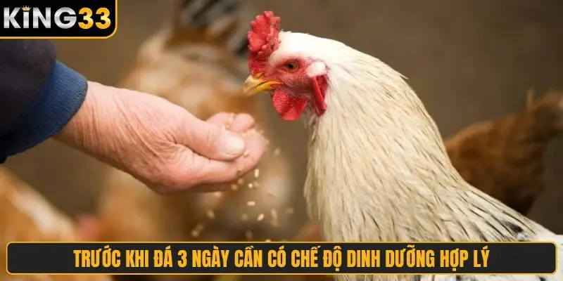 Trước khi đá 3 ngày cần có chế độ dinh dưỡng hợp lý